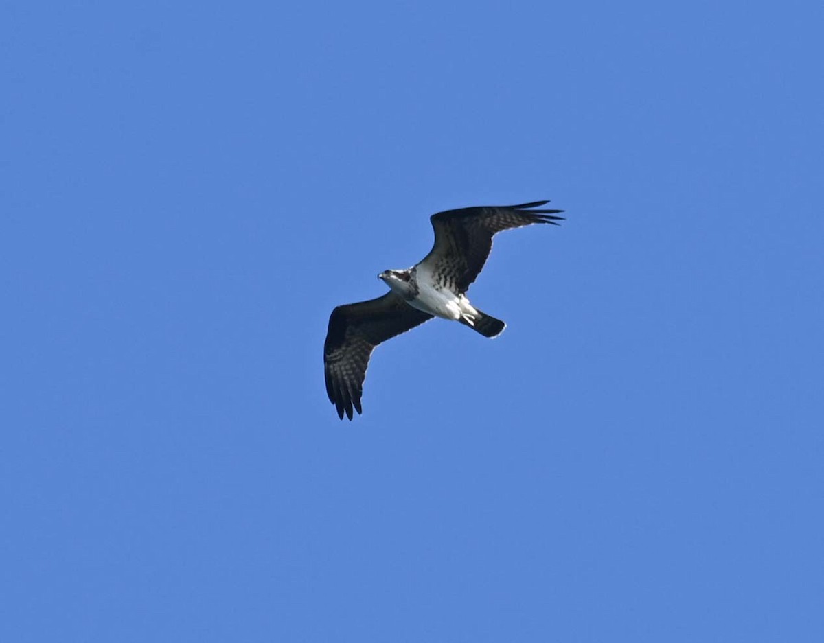 Osprey - ML623582905
