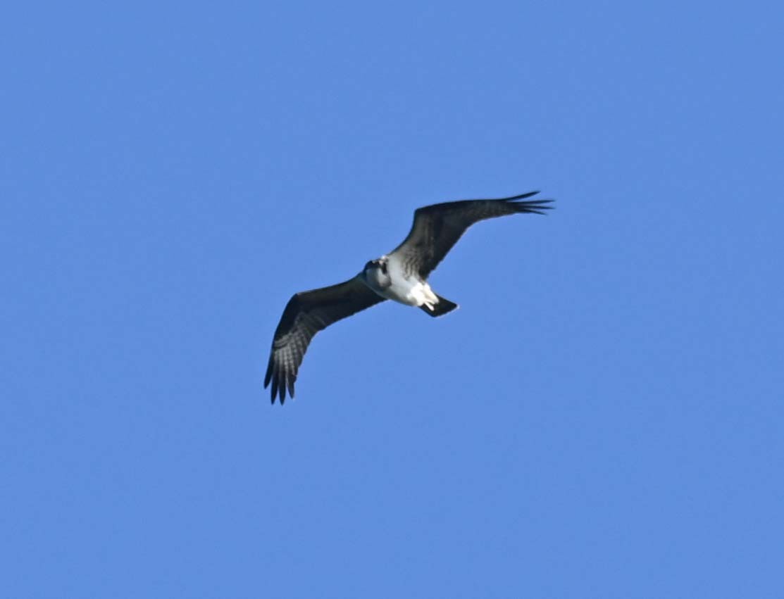 Osprey - ML623582906