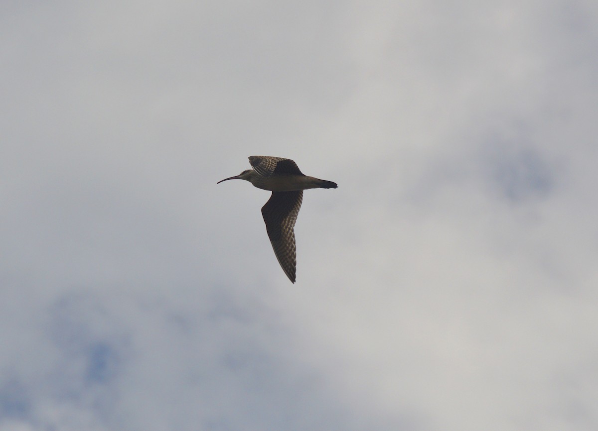 Hudsonian Whimbrel - ML623582912