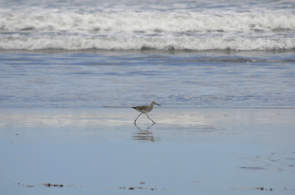 Willet - ML623582923