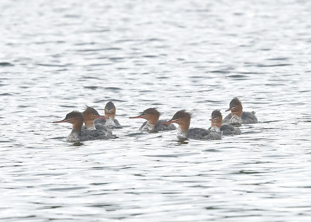 Red-breasted Merganser - ML623582966