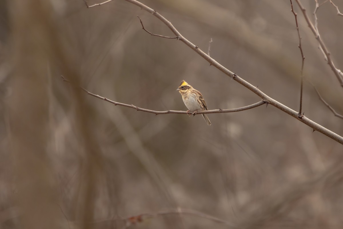 Yellow-throated Bunting - Noah Brinkman