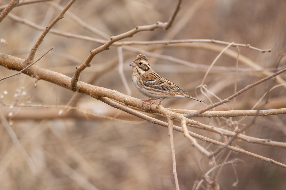 Rustic Bunting - ML623582972