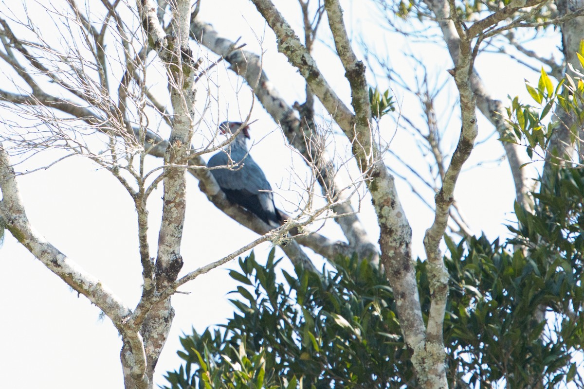 Topknot Pigeon - ML623582993