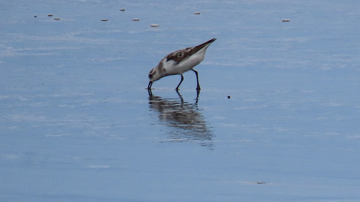 Sanderling - ML623582999