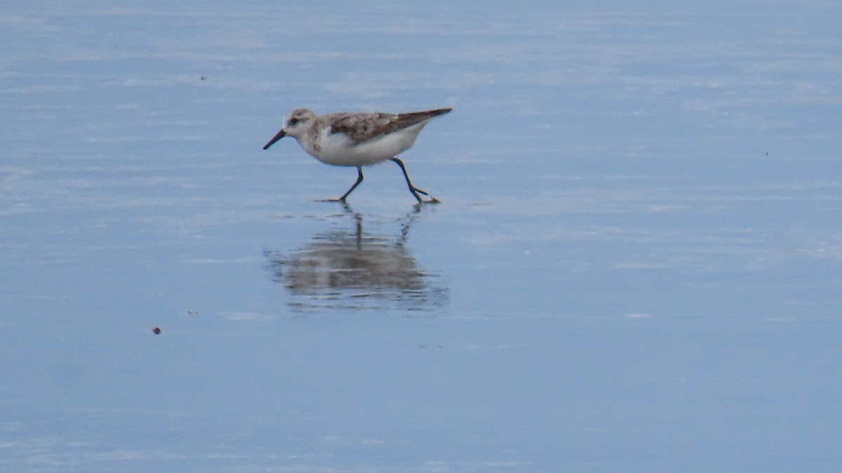 Sanderling - ML623583000