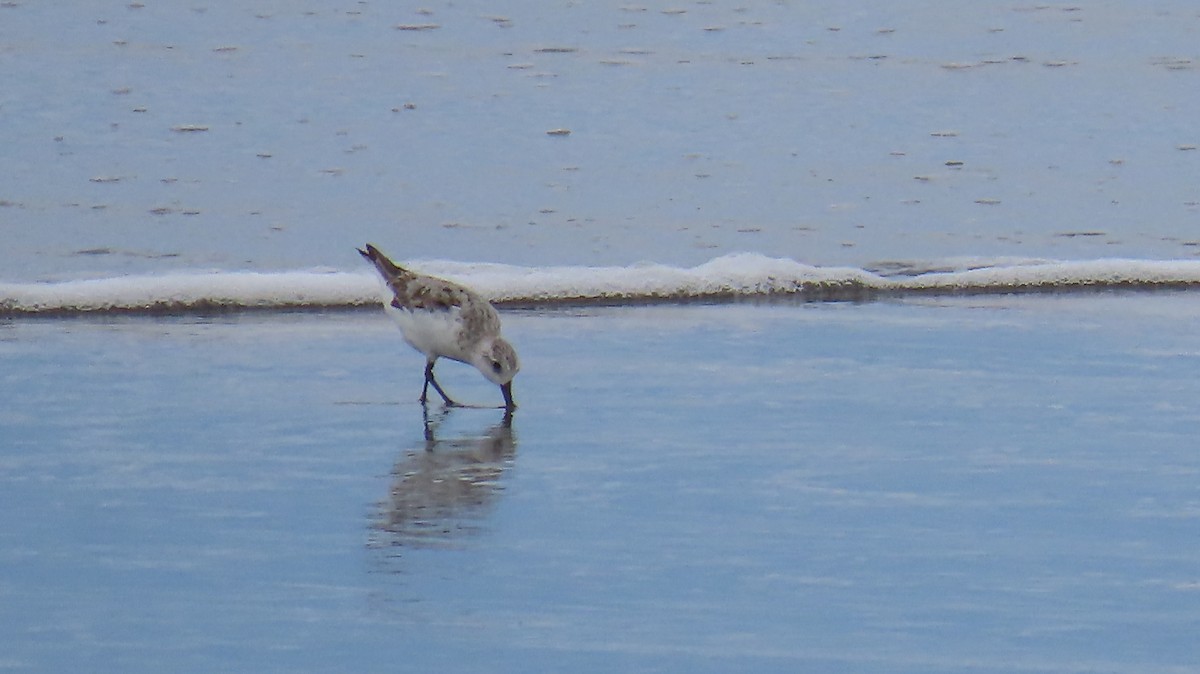 Sanderling - ML623583001