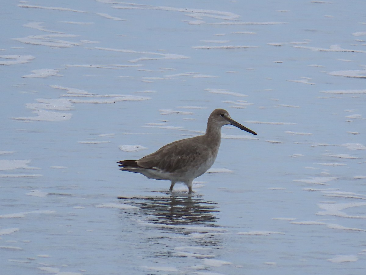 Willet - ML623583014