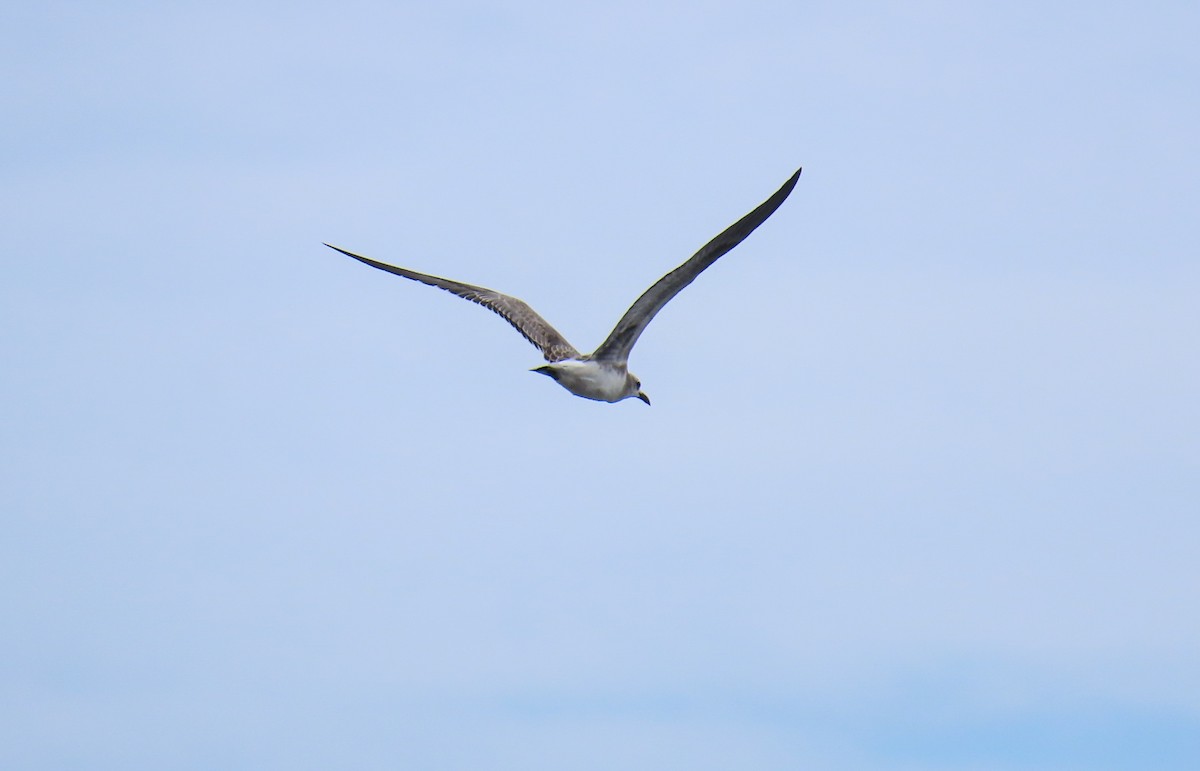 Laughing Gull - ML623583024