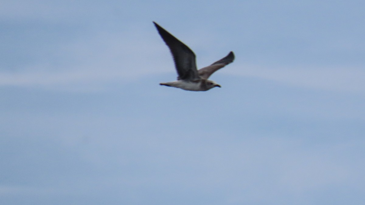 Laughing Gull - ML623583025