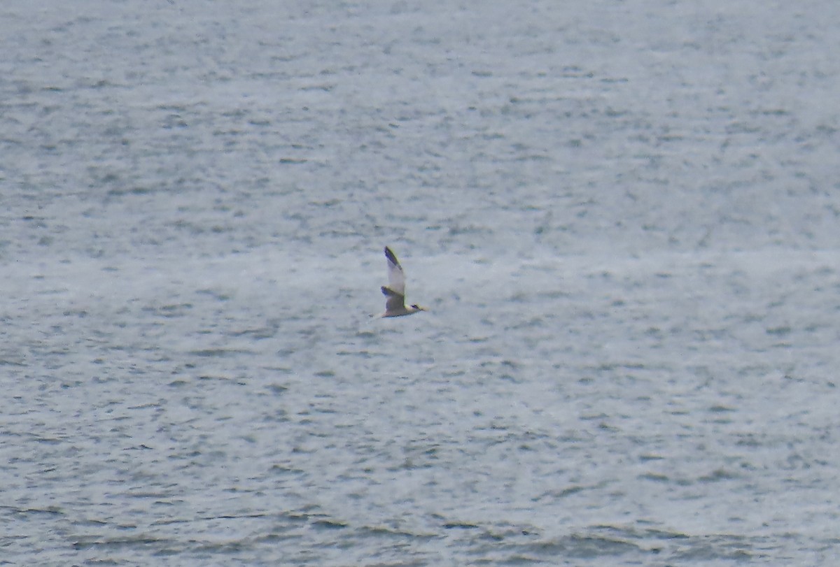 Royal Tern - ML623583034