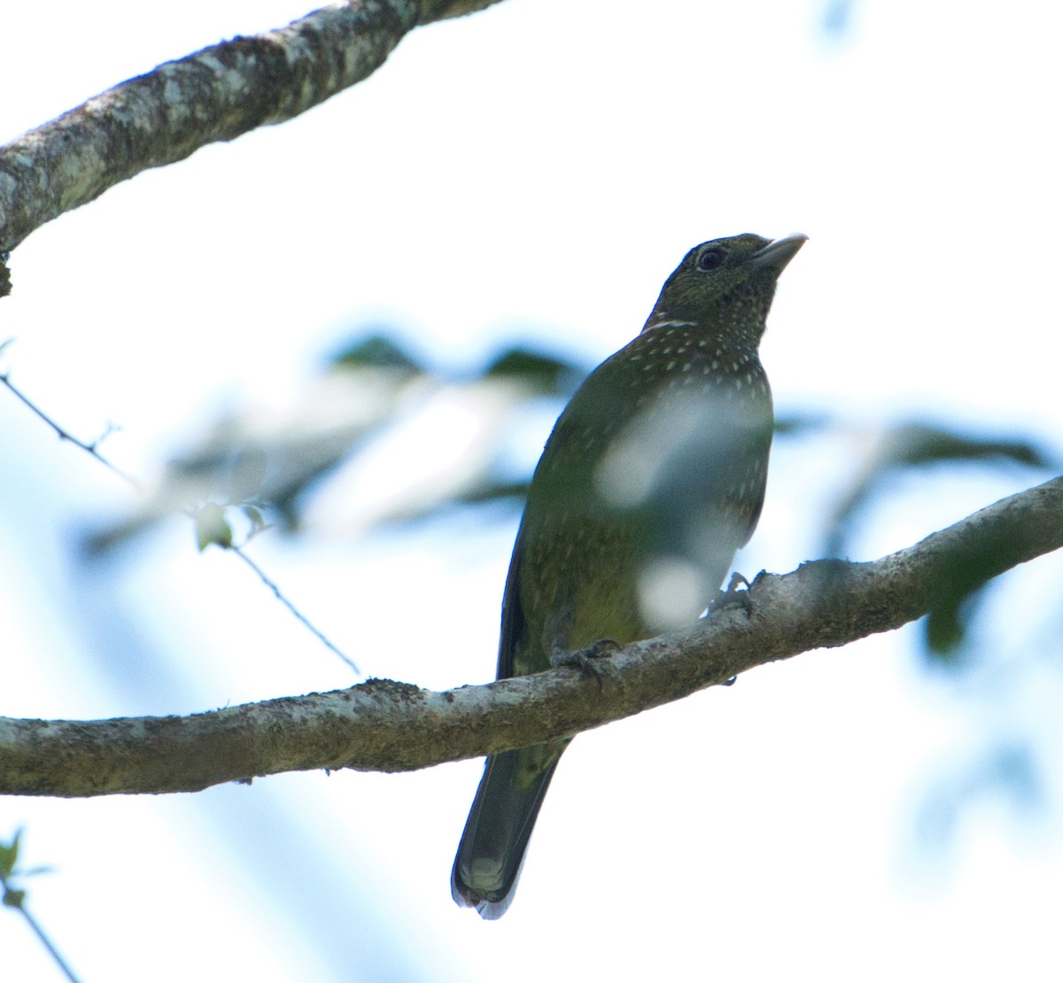 Green Catbird - ML623583039