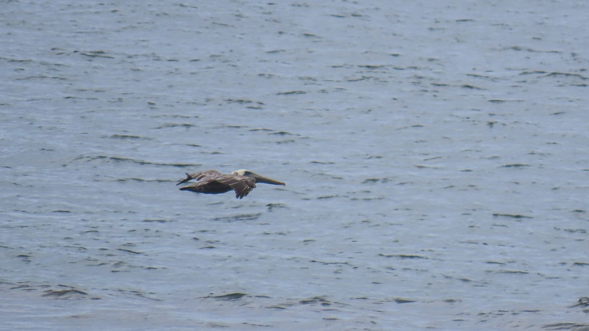 Brown Pelican - ML623583046