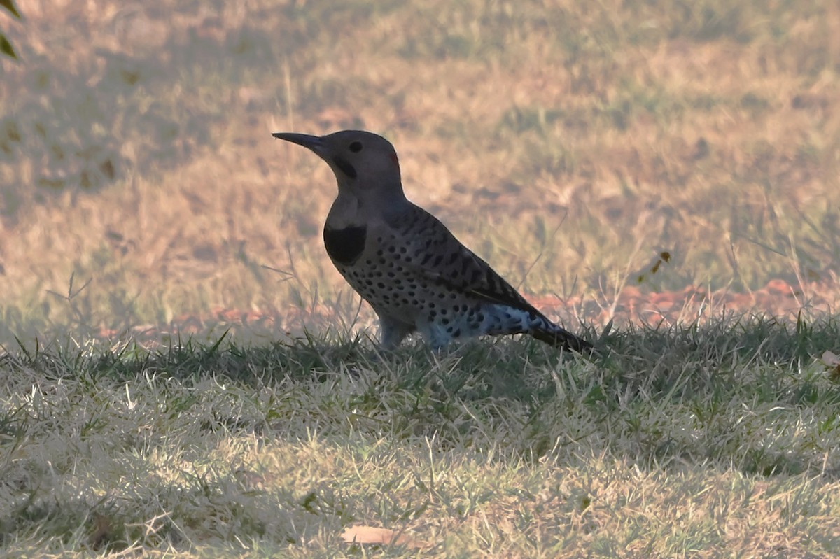 Northern Flicker - ML623583069