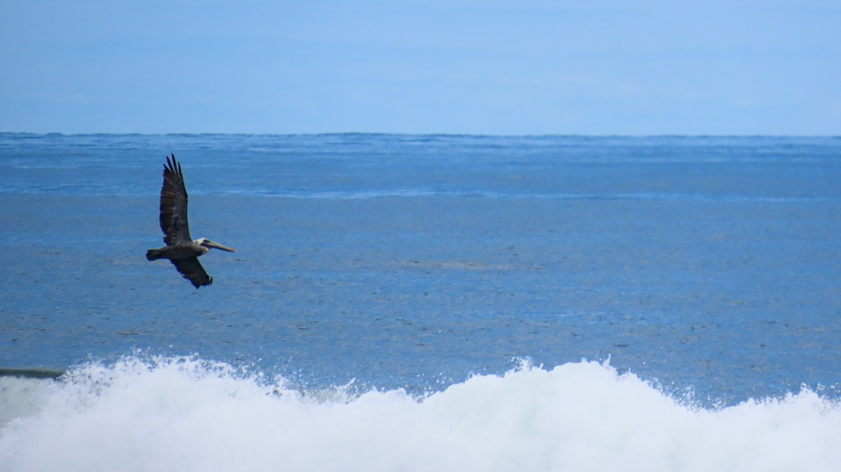 Brown Pelican - ML623583073