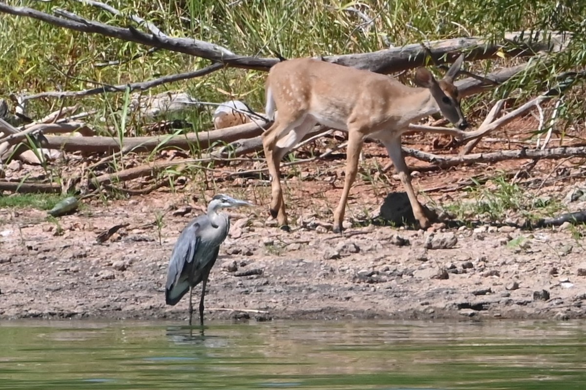 Great Blue Heron - ML623583083