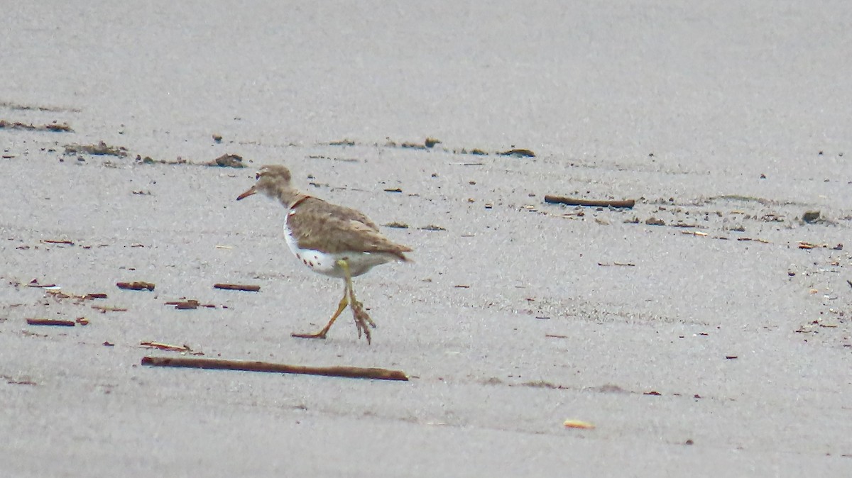 Spotted Sandpiper - ML623583090