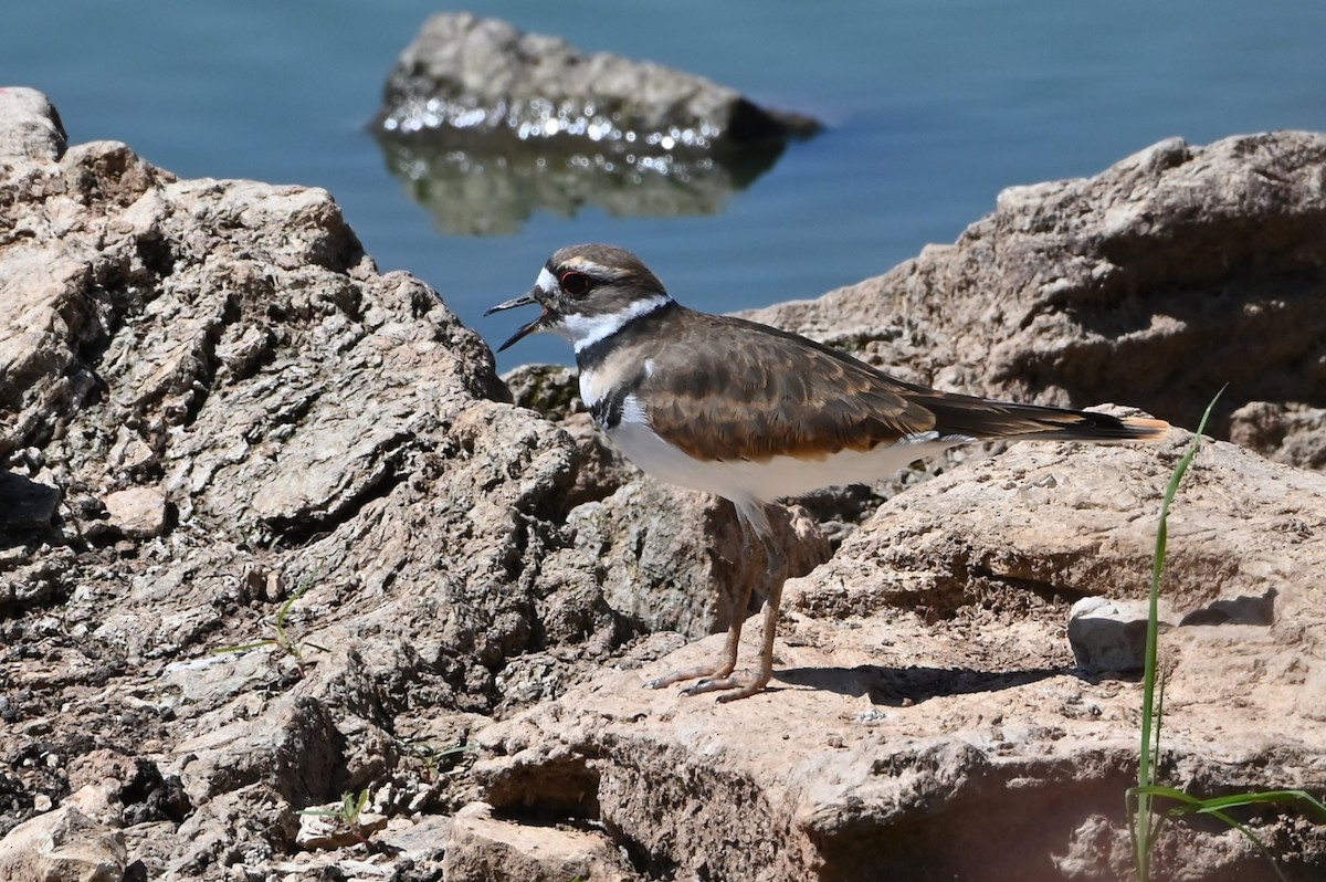 Killdeer - ML623583095