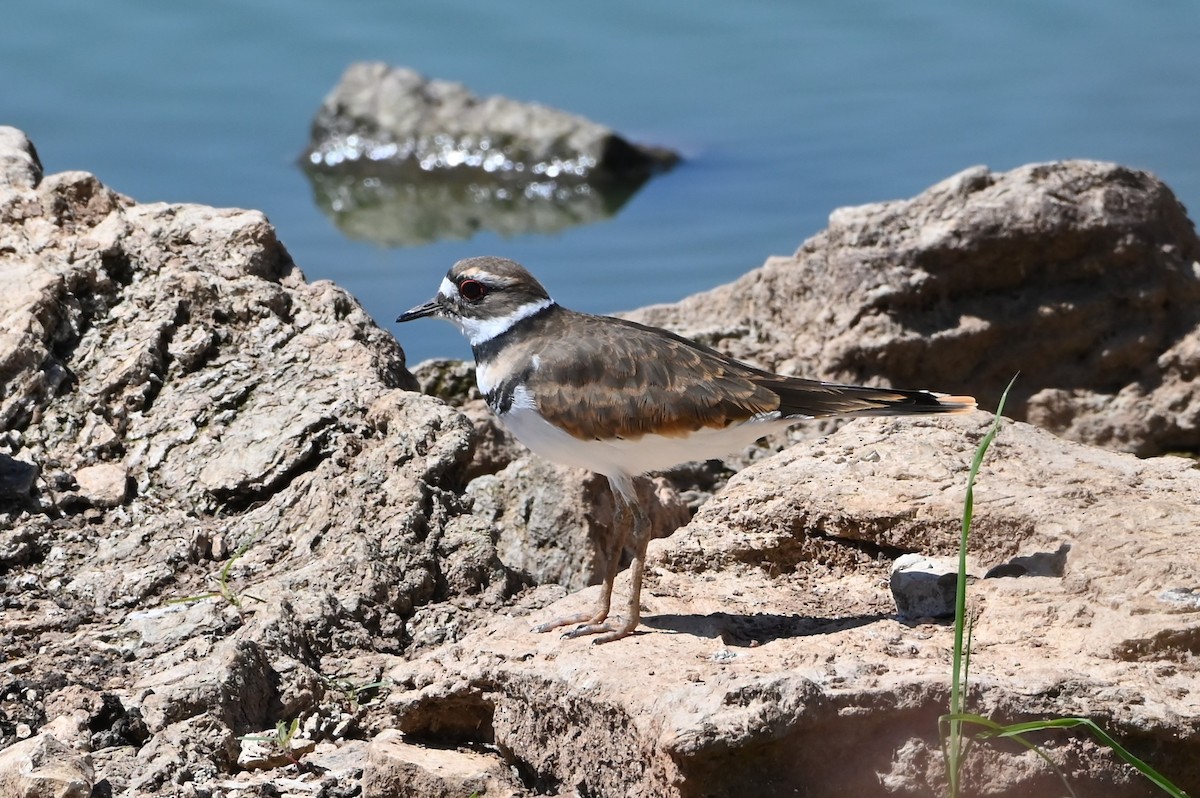 Killdeer - ML623583096