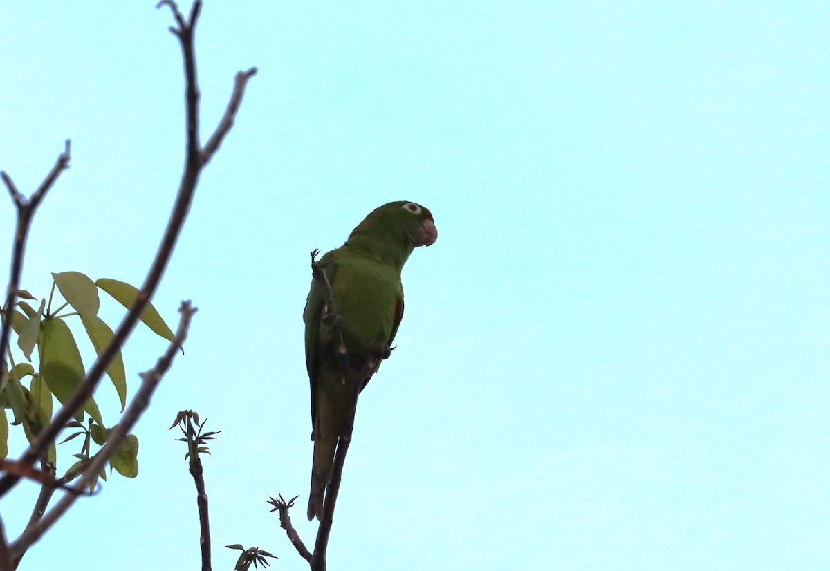 Orange-chinned Parakeet - ML623583124