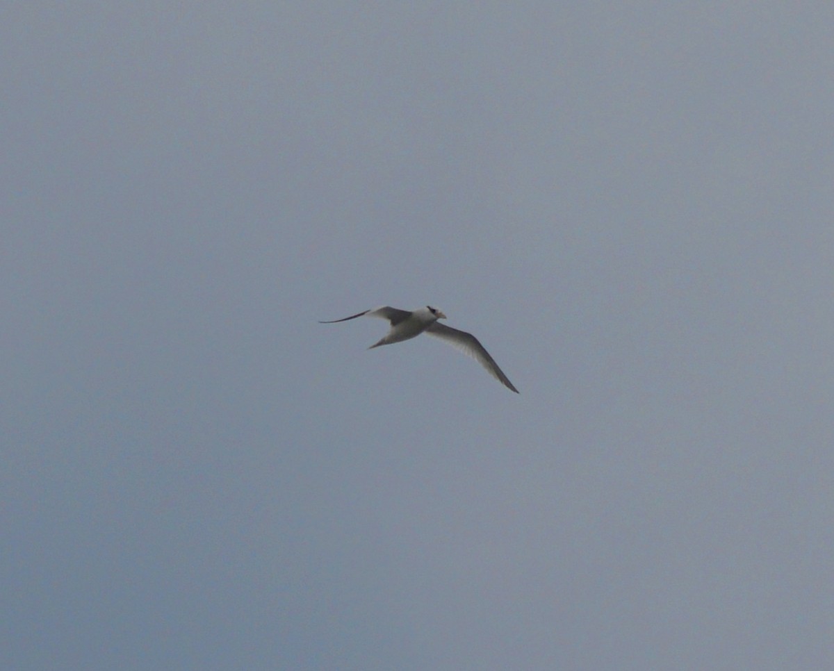 Royal Tern - ML623583135