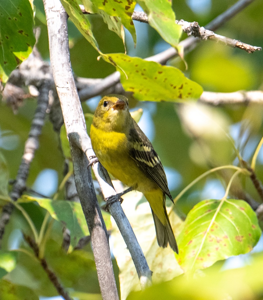 Western Tanager - ML623583136