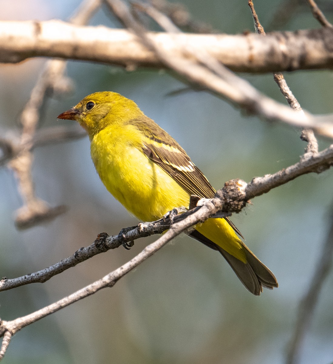 Western Tanager - ML623583137