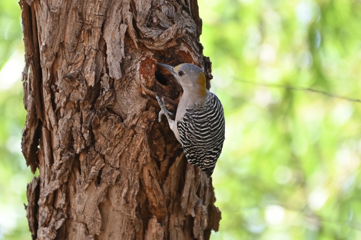 Golden-fronted Woodpecker - ML623583146