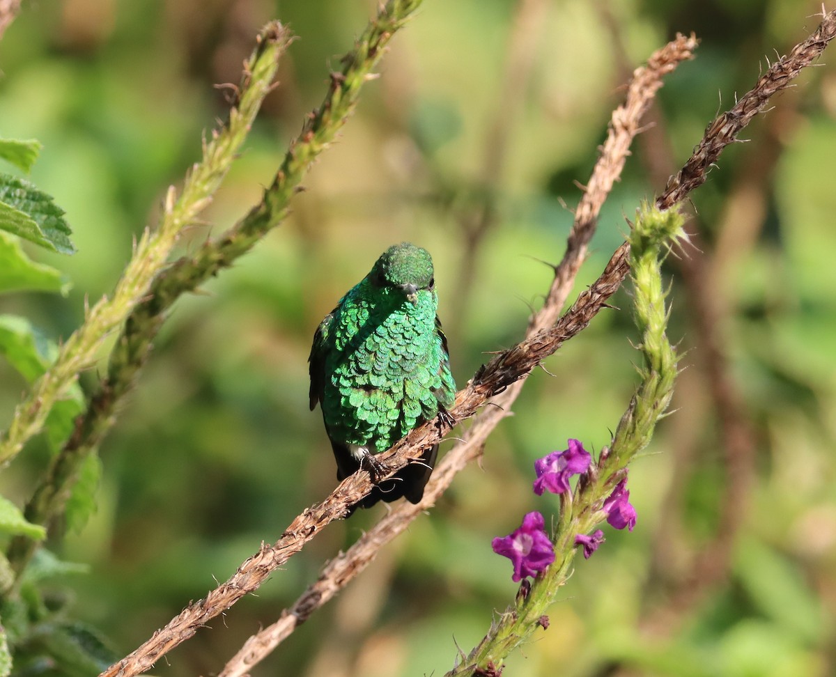 Coppery-headed Emerald - ML623583183