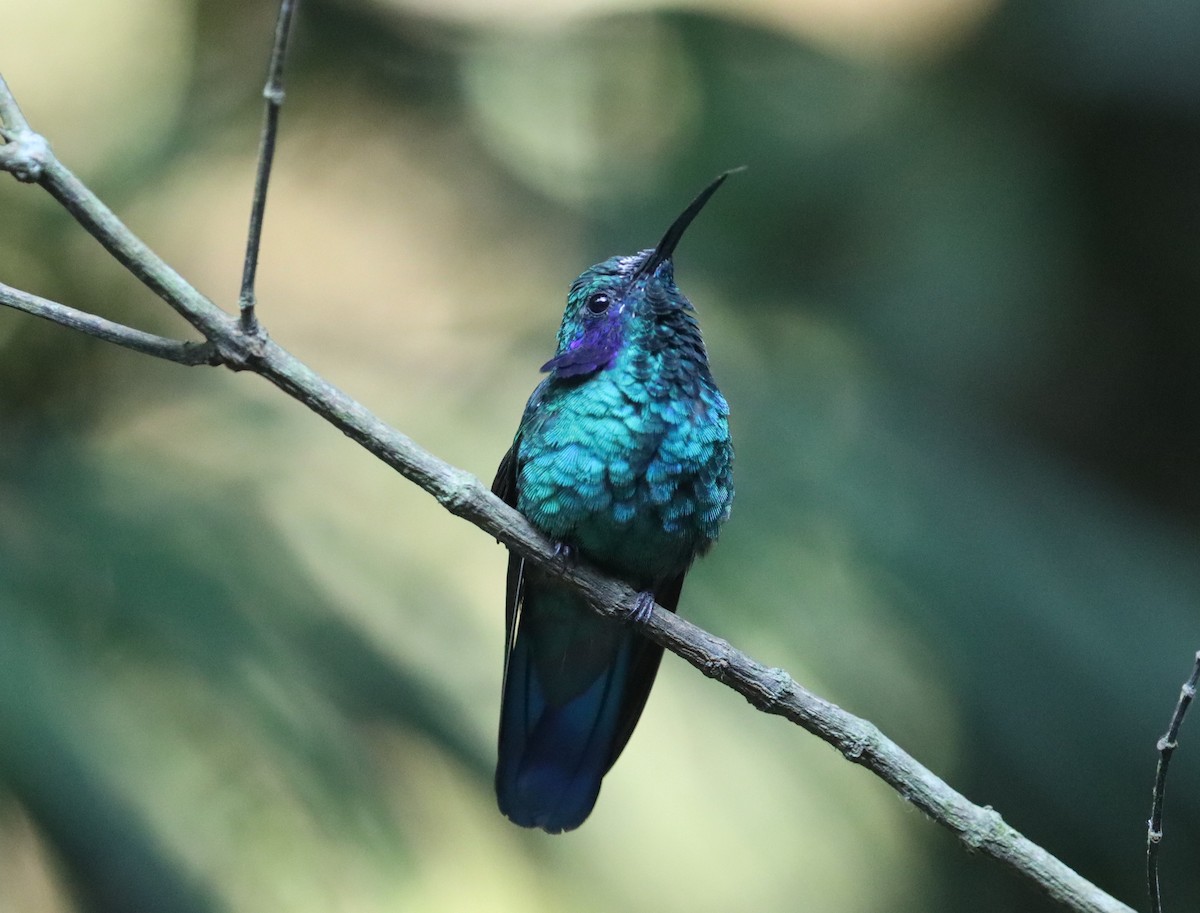 Colibrí Oreja Violeta Menor - ML623583189