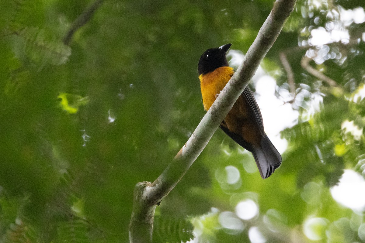 Fulvous Shrike-Tanager - Brendan Fogarty