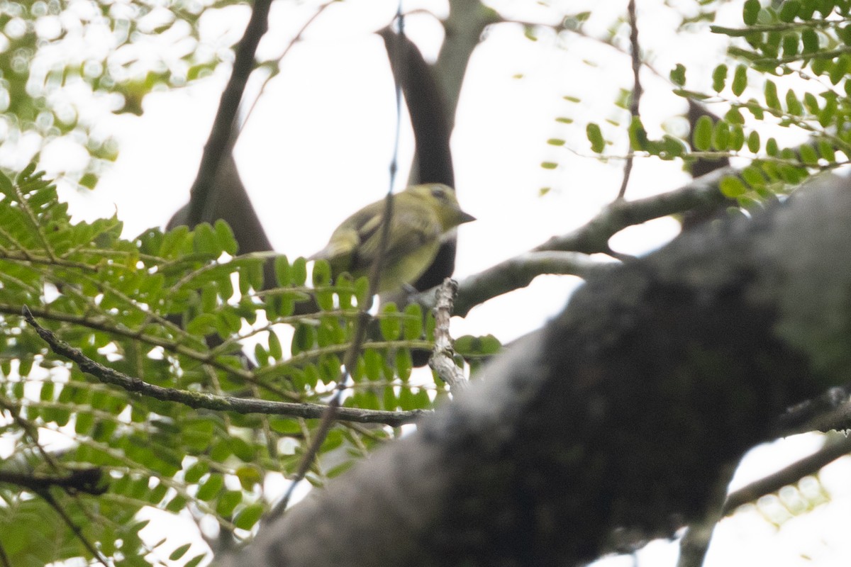 Olive-faced Flatbill - Brendan Fogarty