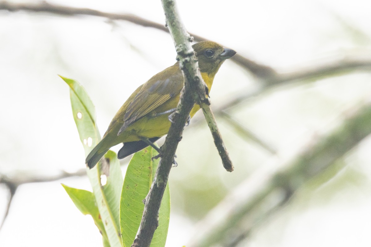 Golden-bellied Euphonia - ML623583250