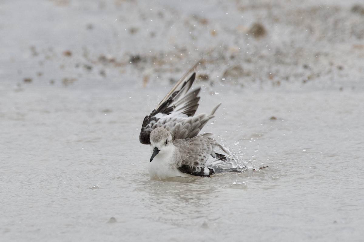 Sanderling - ML623583302