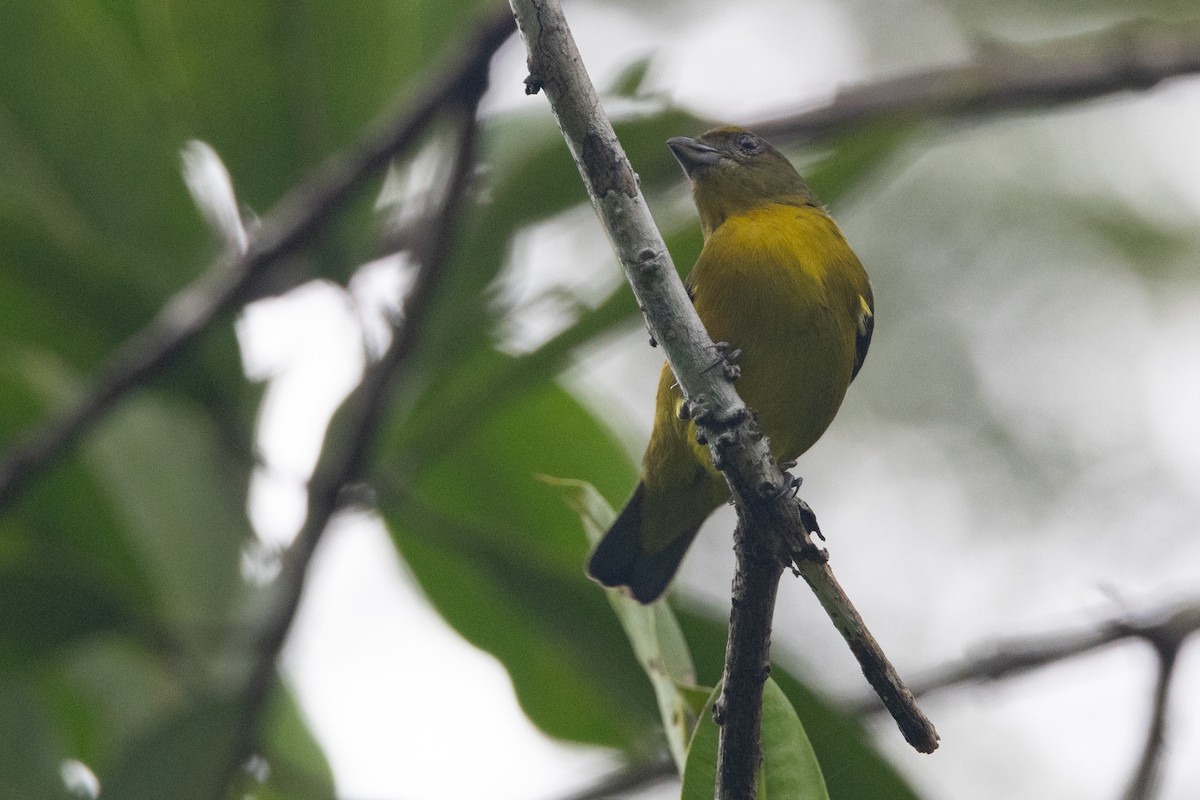 Golden-bellied Euphonia - ML623583303