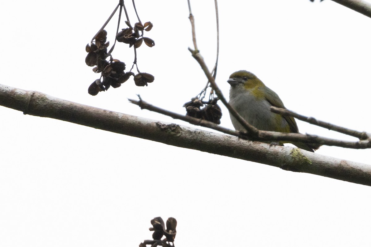 Golden-bellied Euphonia - ML623583332