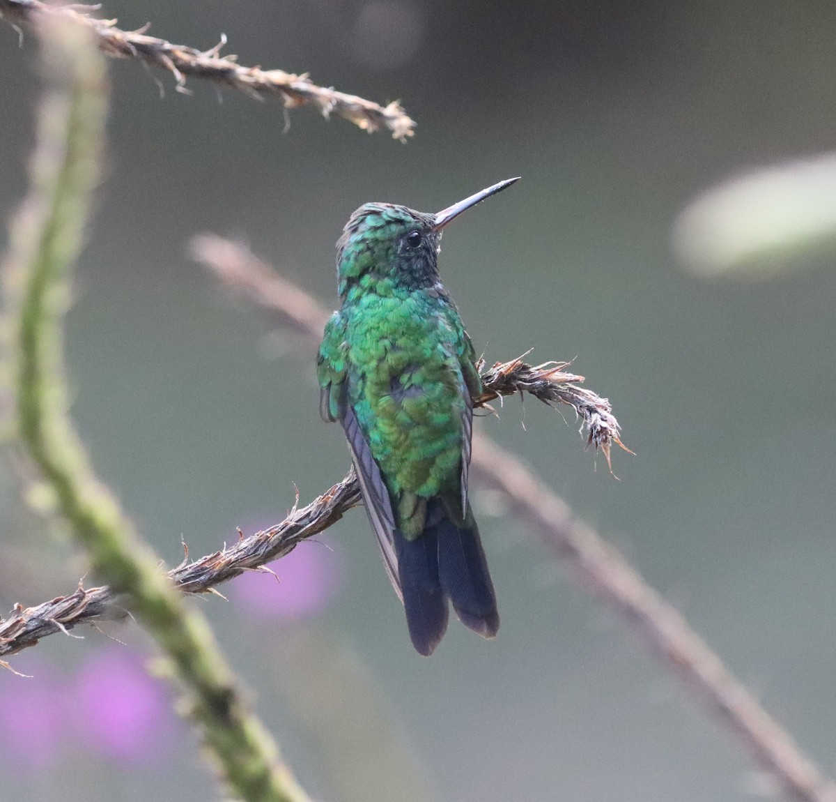 Blue-vented Hummingbird - ML623583334