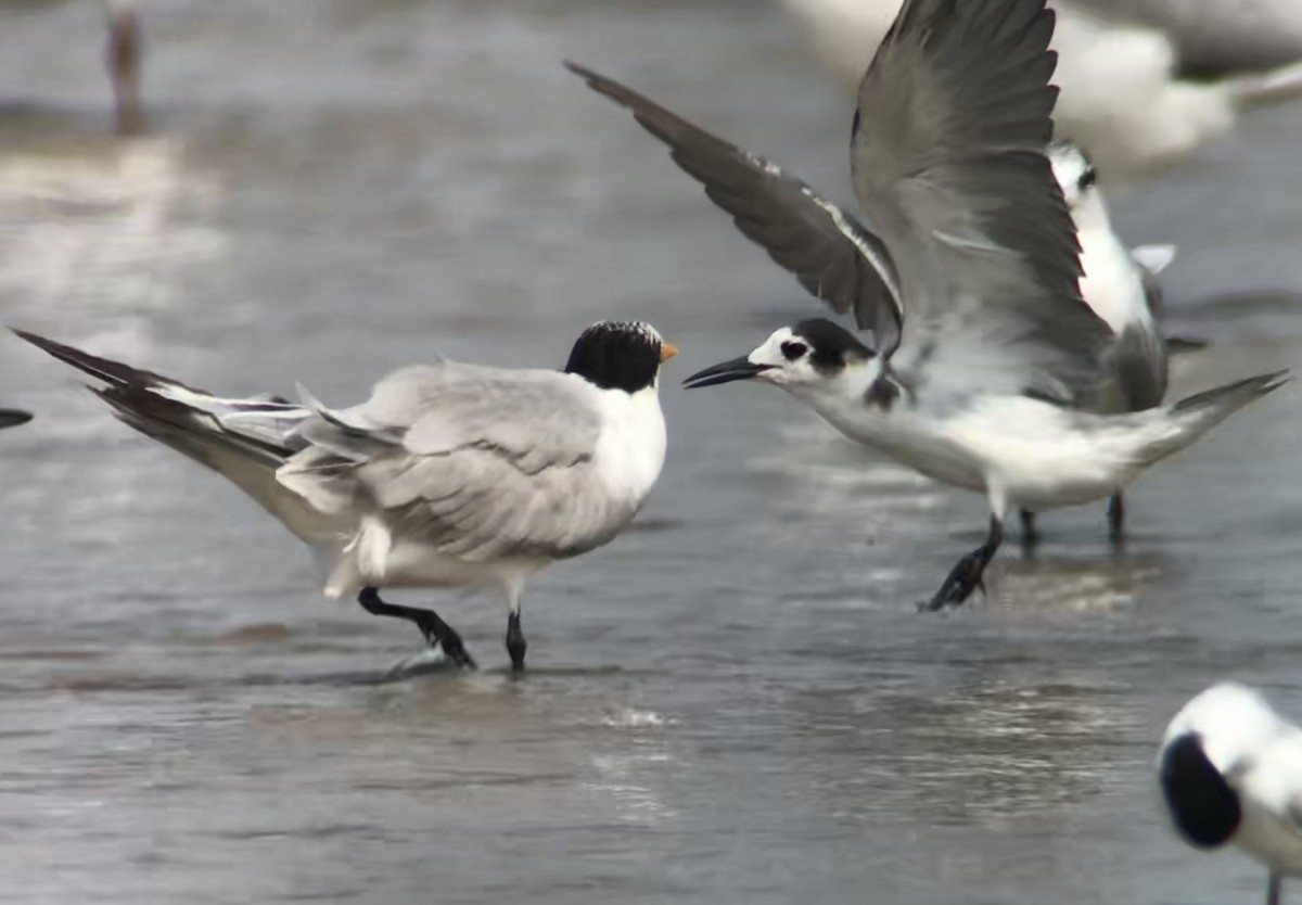 Хилэн хараалай - ML623583367