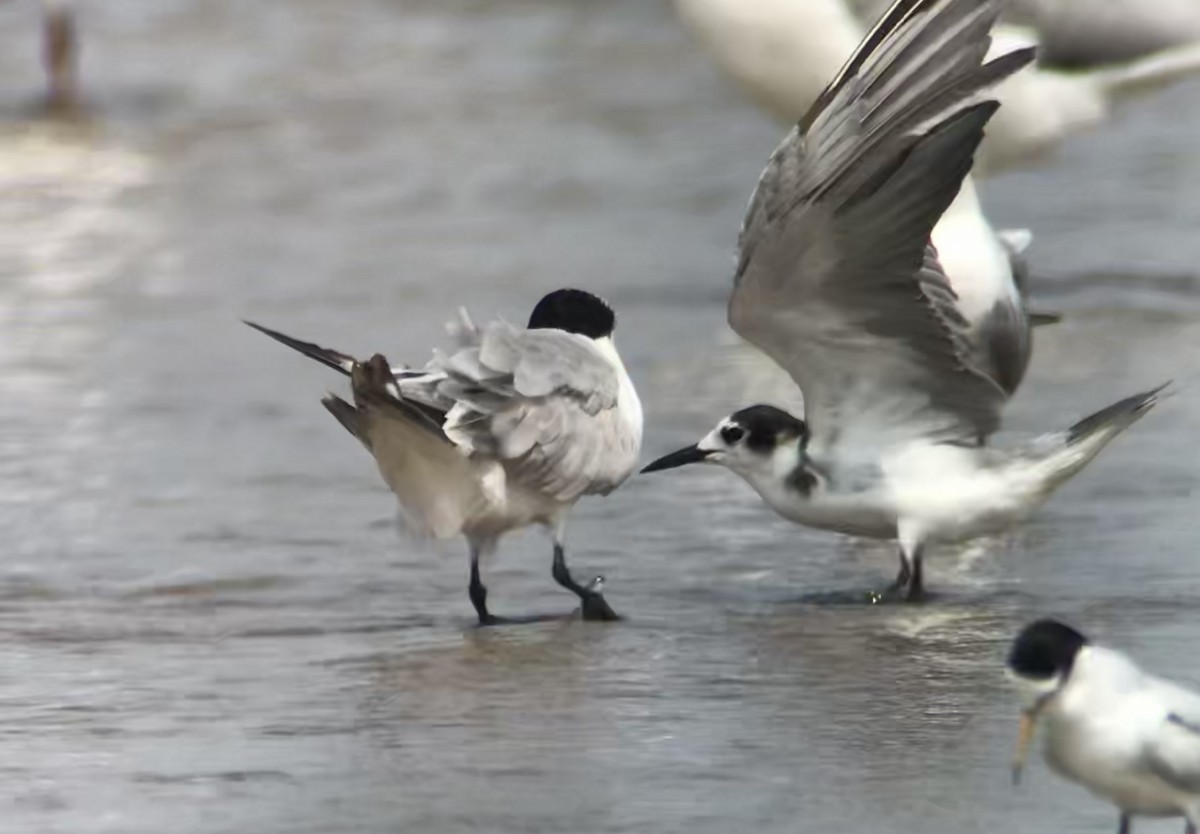 svartterne - ML623583368