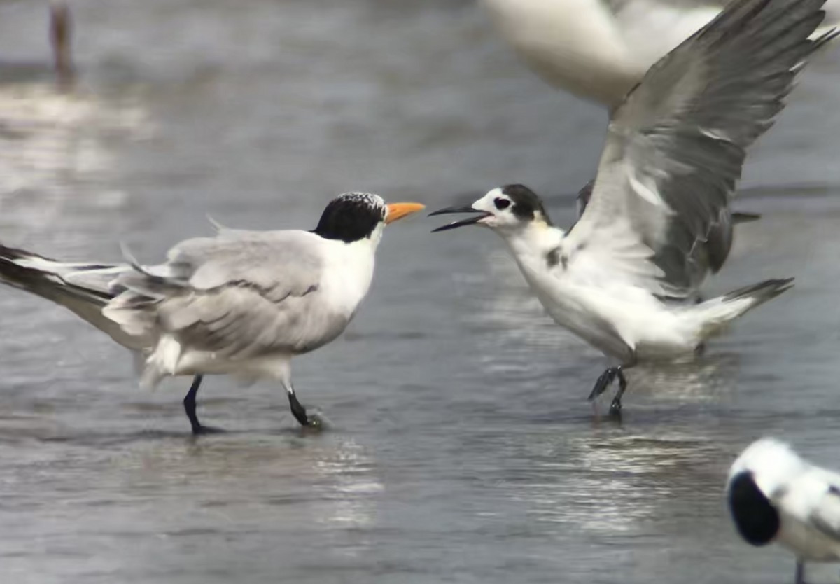 Хилэн хараалай - ML623583369