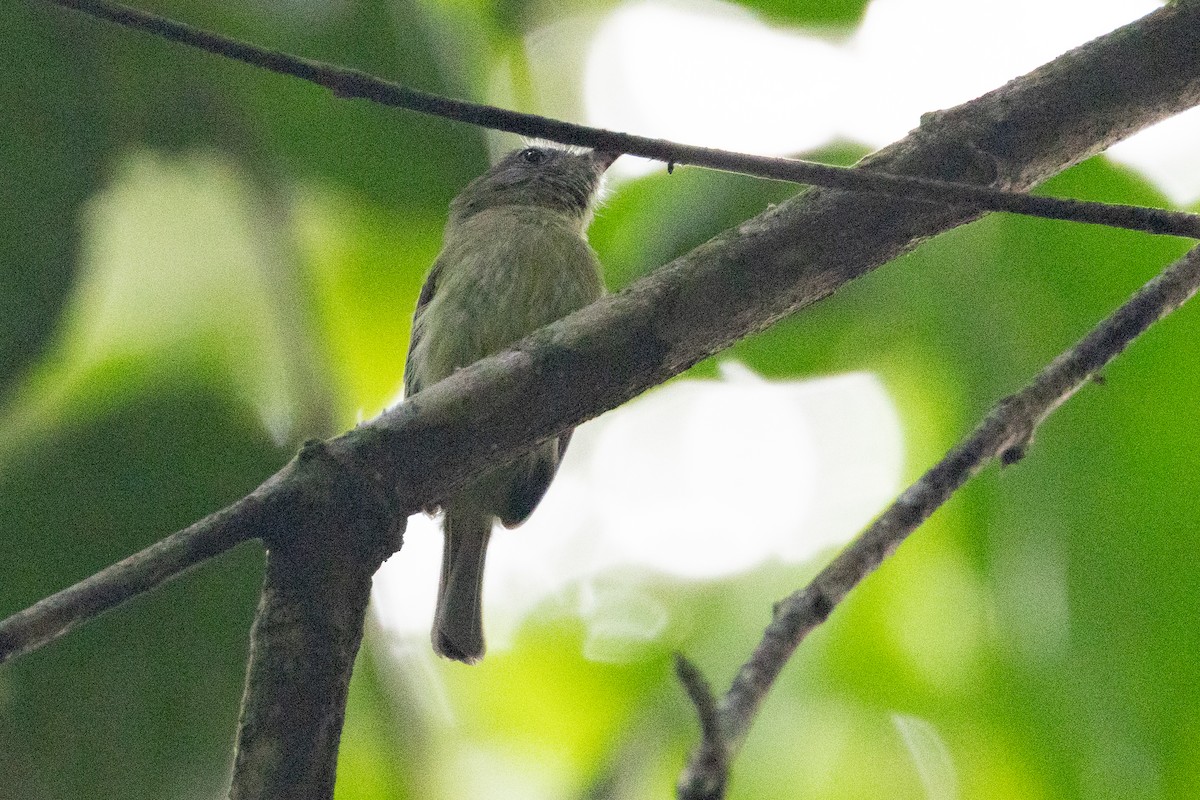 White-eyed Tody-Tyrant - ML623583408