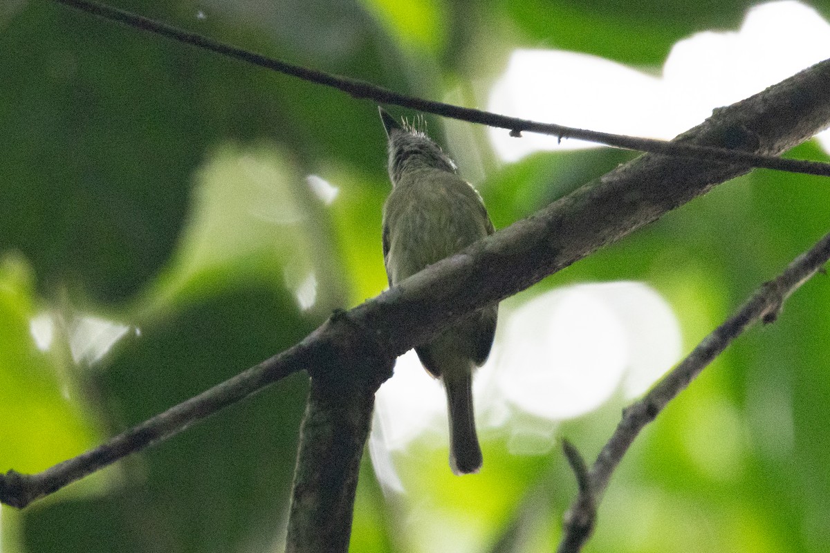 White-eyed Tody-Tyrant - ML623583410