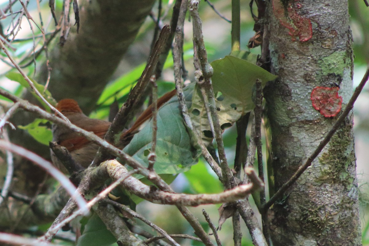 Rufous-capped Spinetail - Clio Barbosa  Ribeiro