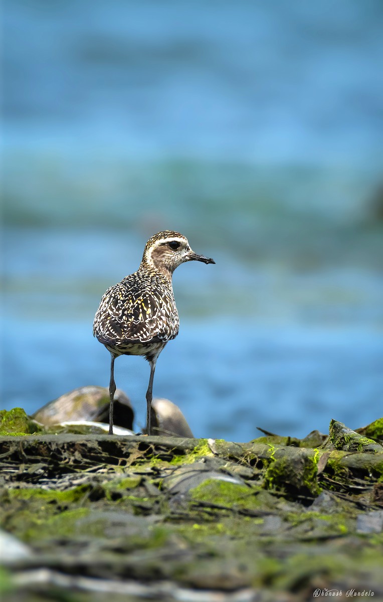 Pacific Golden-Plover - ML623583424