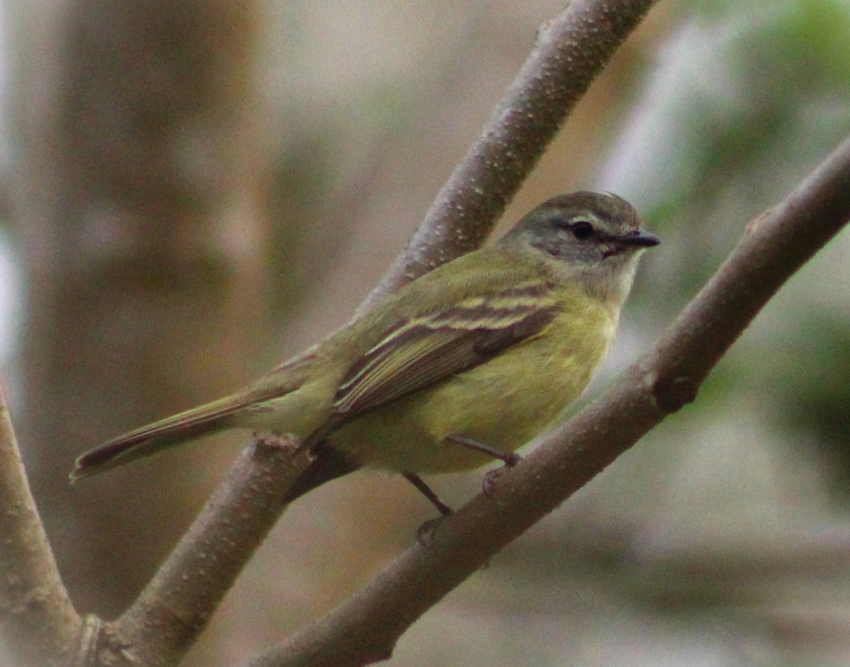 Planalto Tyrannulet - ML623583425