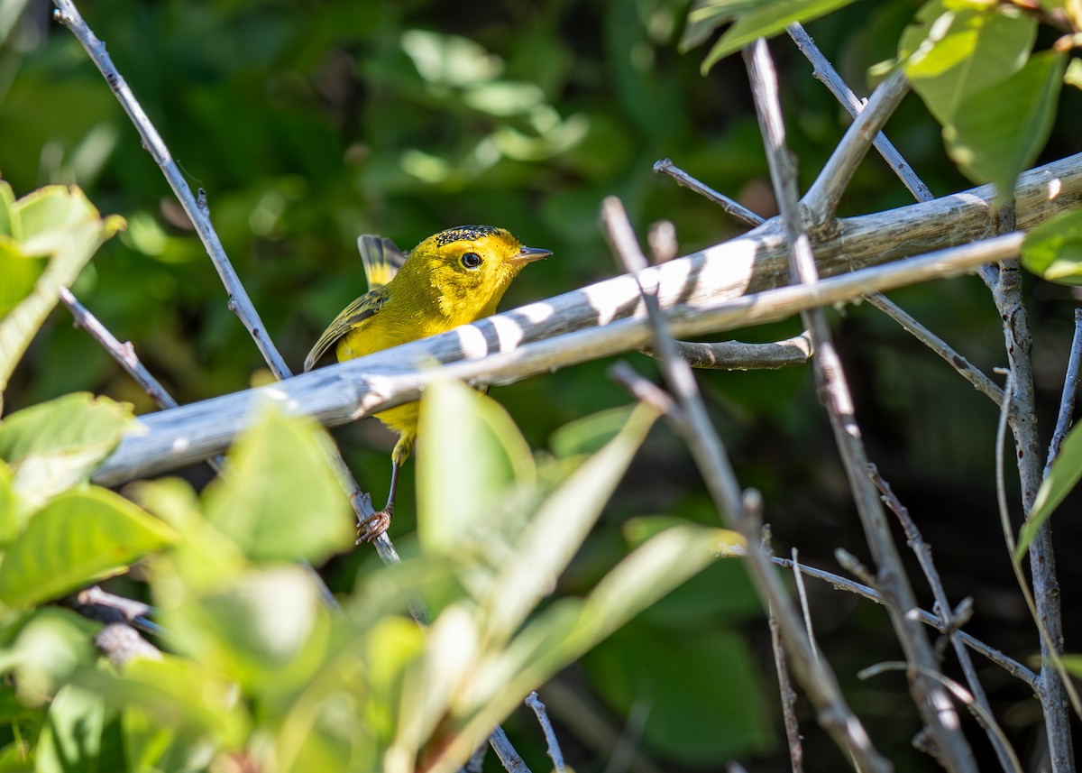 Wilson's Warbler - ML623583441