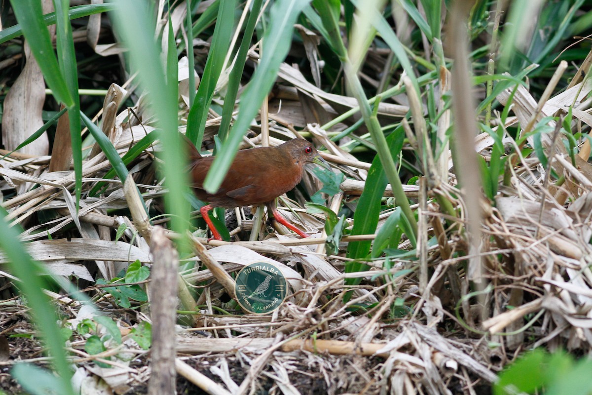 Uniform Crake - ML623583446