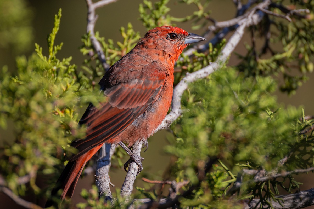 Hepatic Tanager - Jacob Bliss