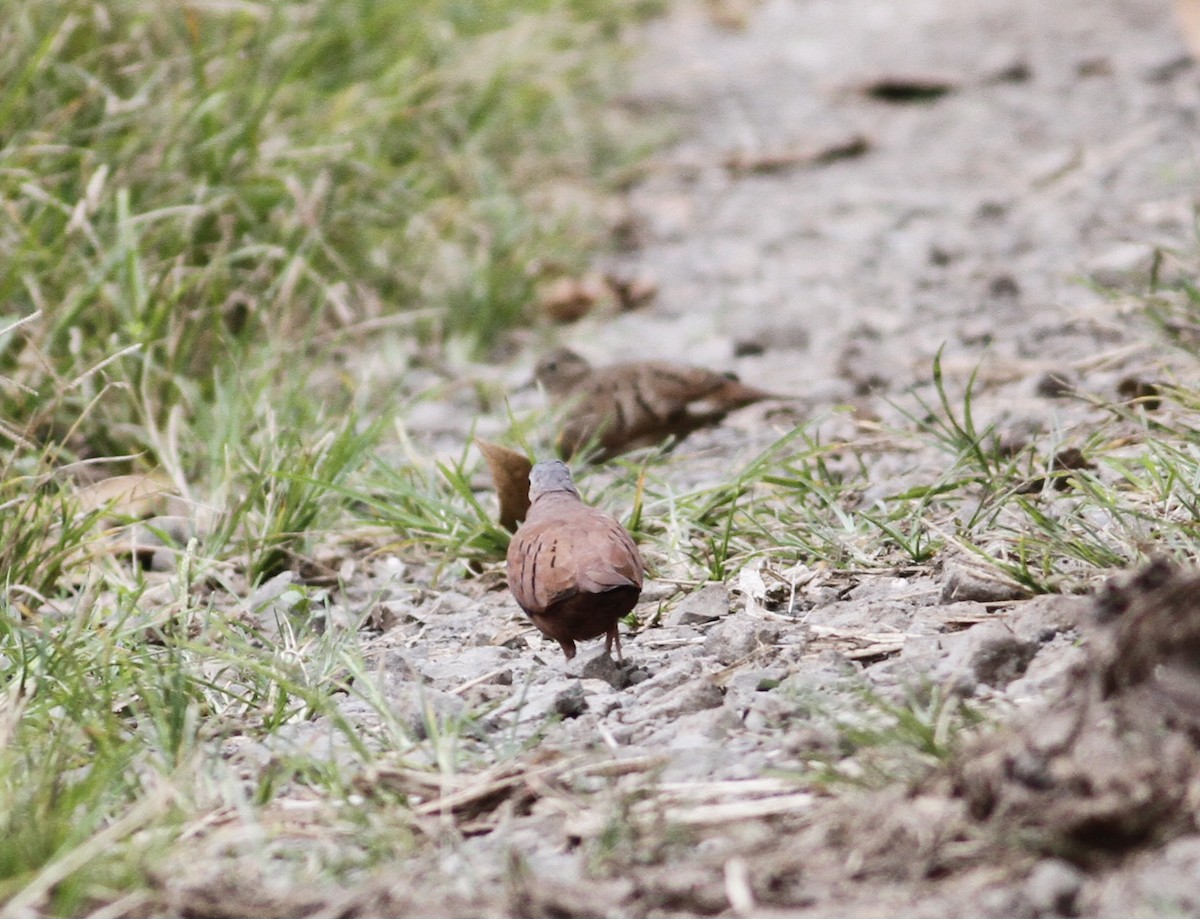 Ruddy Ground Dove - ML623583540