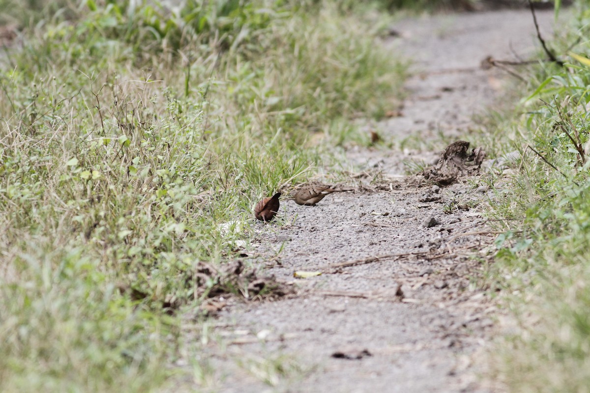 Ruddy Ground Dove - ML623583541